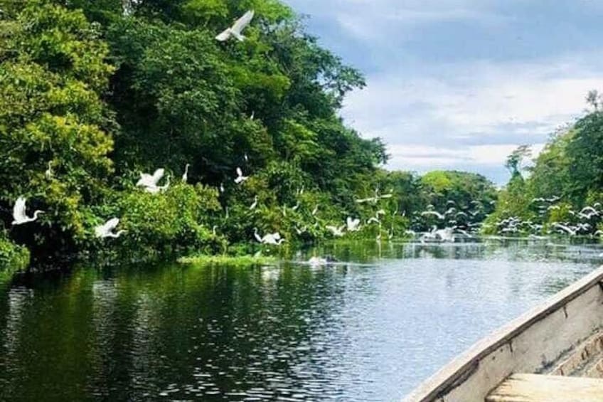 Wild Amazonas Adventure 4-Day Tour 3