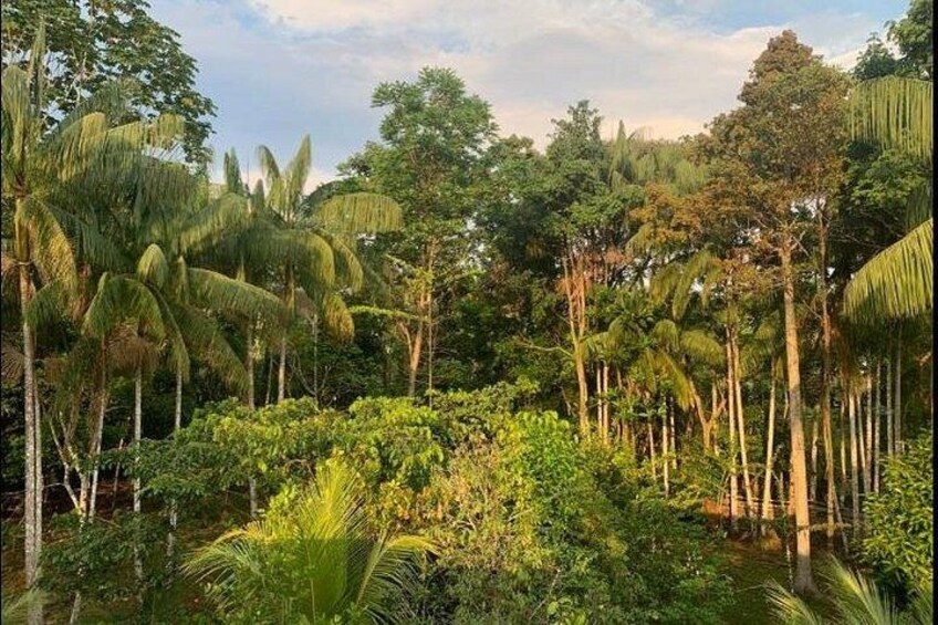 Wild Amazonas Adventure 4-Day Tour 4