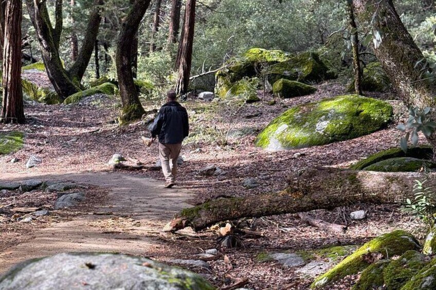 A forest trail with a person walking away from the camera. 5