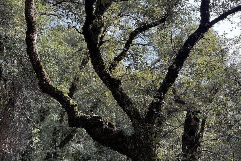 A tree with thick branches and dense foliage. 4