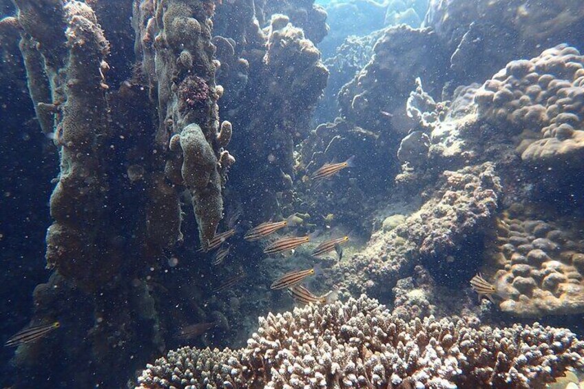 Private An Thoi Islands Speedboat Snorkeling Tour 5