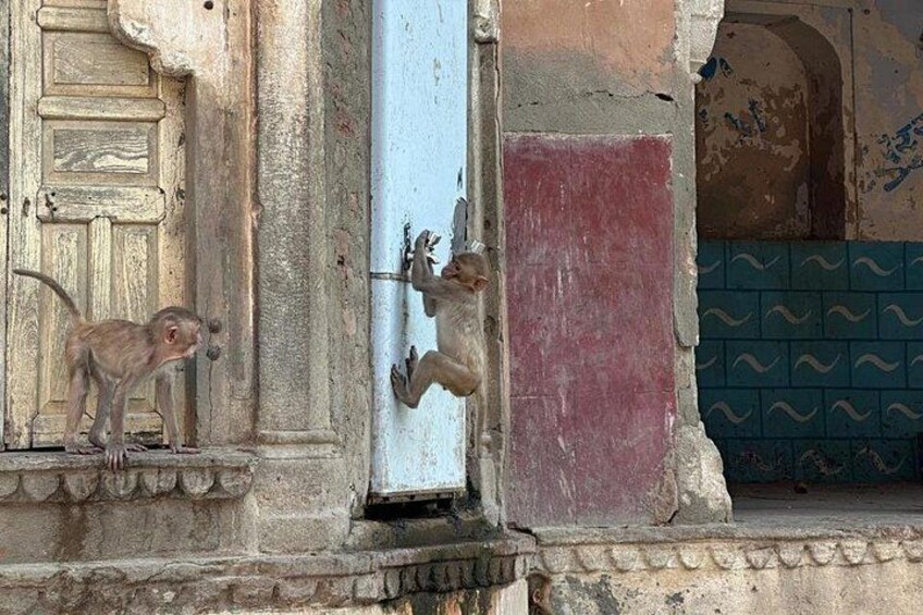 Jaipur Leopard Safari with Monkey Temple with Pick up and Drop 2