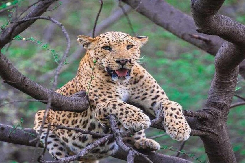 Jaipur Leopard Safari with Monkey Temple with Pick up and Drop 1