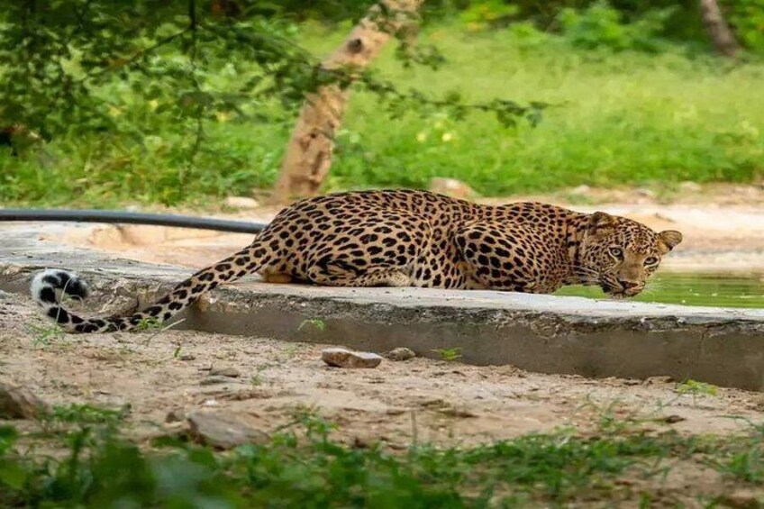 Jaipur Leopard Safari with Monkey Temple with Pick up and Drop 5