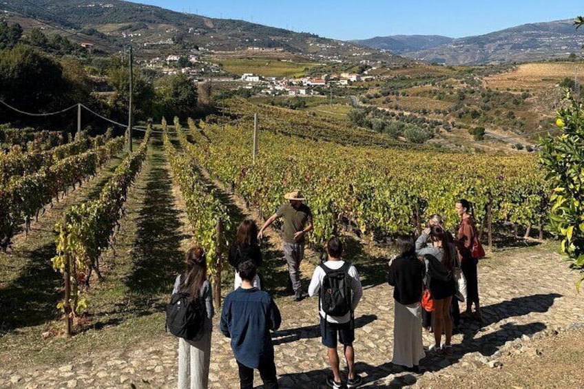 Viñedo con hileras de vides y un grupo de personas caminando por un sendero. 1