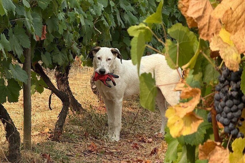A dog in a vineyard holding a red object. 5