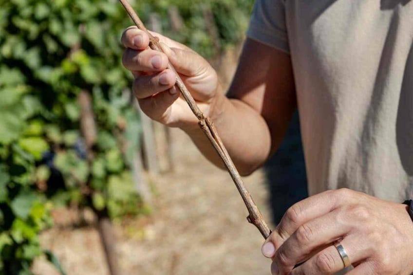 Wine Tasting at Quinta dos Novais in Douro Valley 5