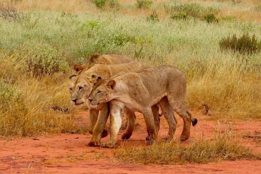 Three lions walking on a dirt path in a grassy area. 2