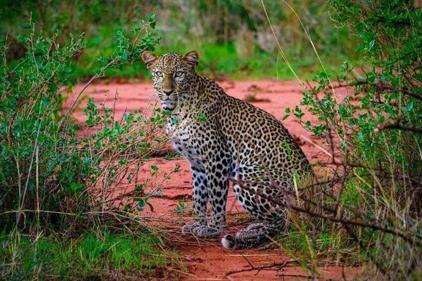 A leopard sitting on a red dirt path surrounded by green vegetation. 1