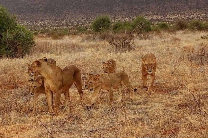A group of lions in a dry grassland with sparse vegetation and a hilly background. 3