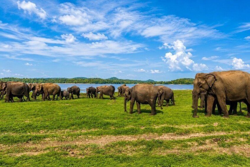 Minneriya National Park Half Day Private Jeep Safari 5