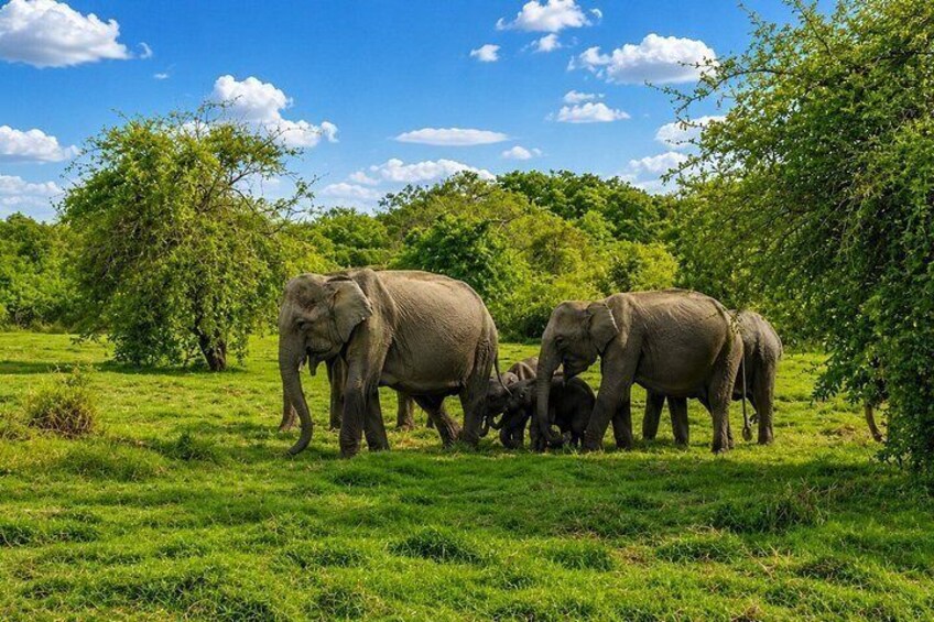 Minneriya National Park Half Day Private Jeep Safari 5
