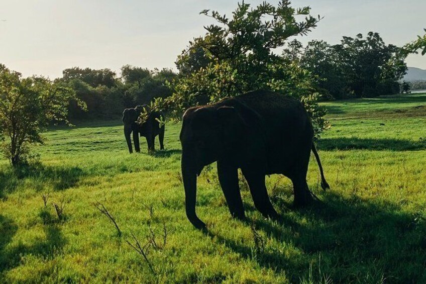 Elephants in a grassy field with trees in the background. 3