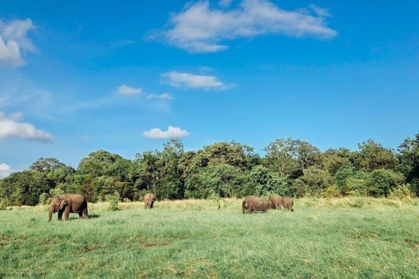 Elephants grazing in a grassy field with trees in the background. 5