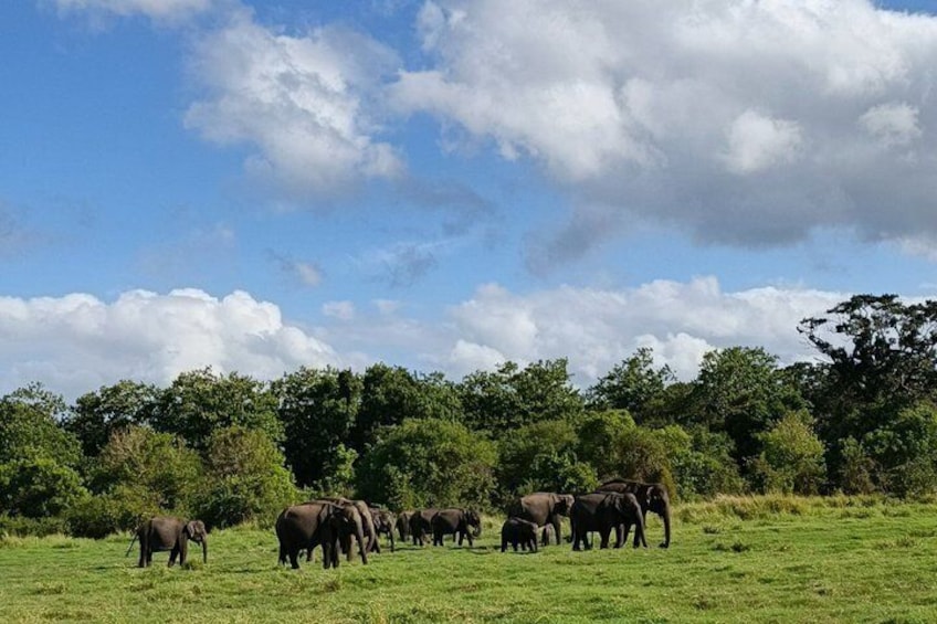A herd of elephants in a grassy field with trees in the background. 2