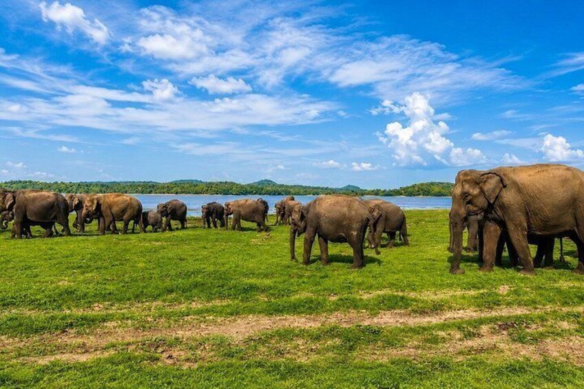Minneriya National Park Half Day Private Jeep Safari 4