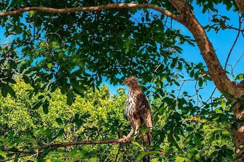 Minneriya National Park Half Day Private Jeep Safari 3