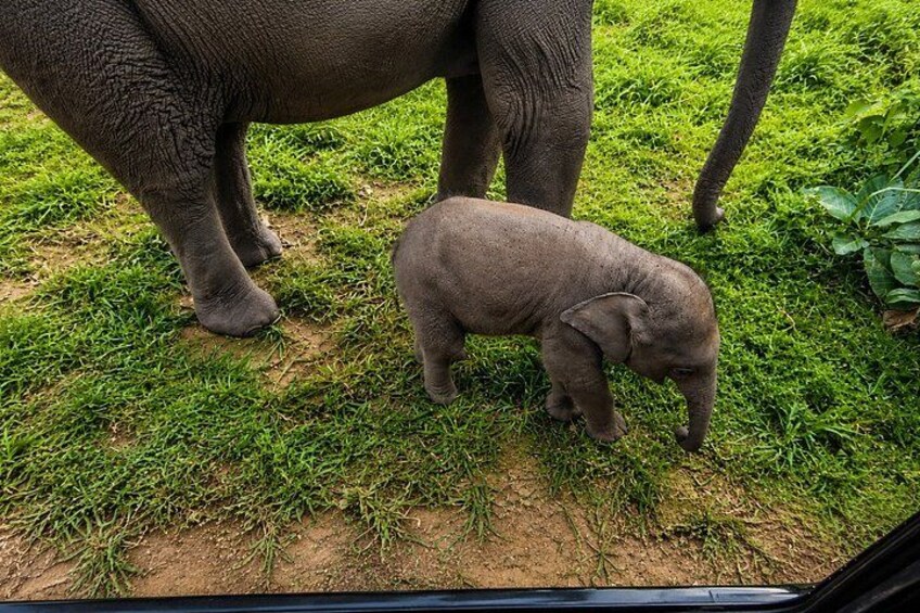 Ein Elefant und sein Junges auf einer Wiese. 3