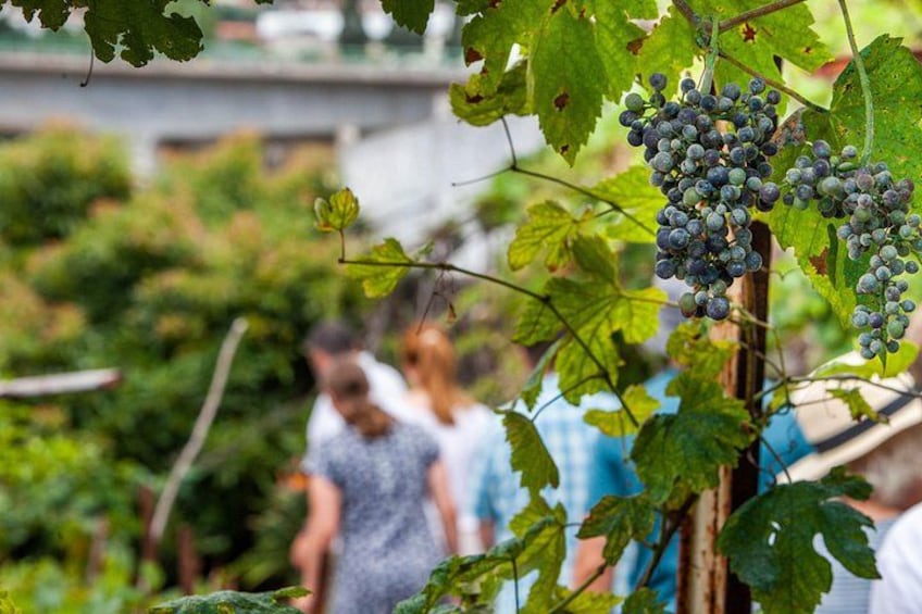 A vineyard with grapevines and clusters of grapes. 3