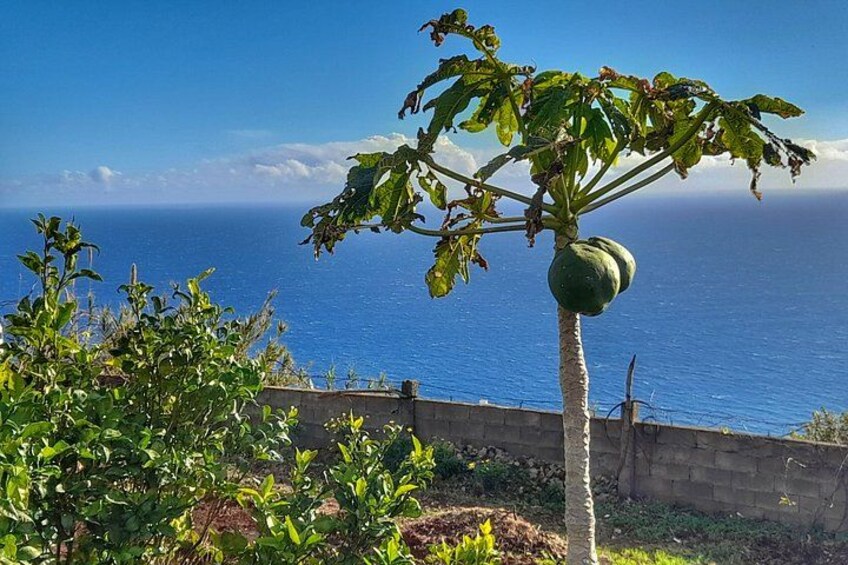 "Re-Canto" Farm-to-Table with Stunning Views at Madeira 3