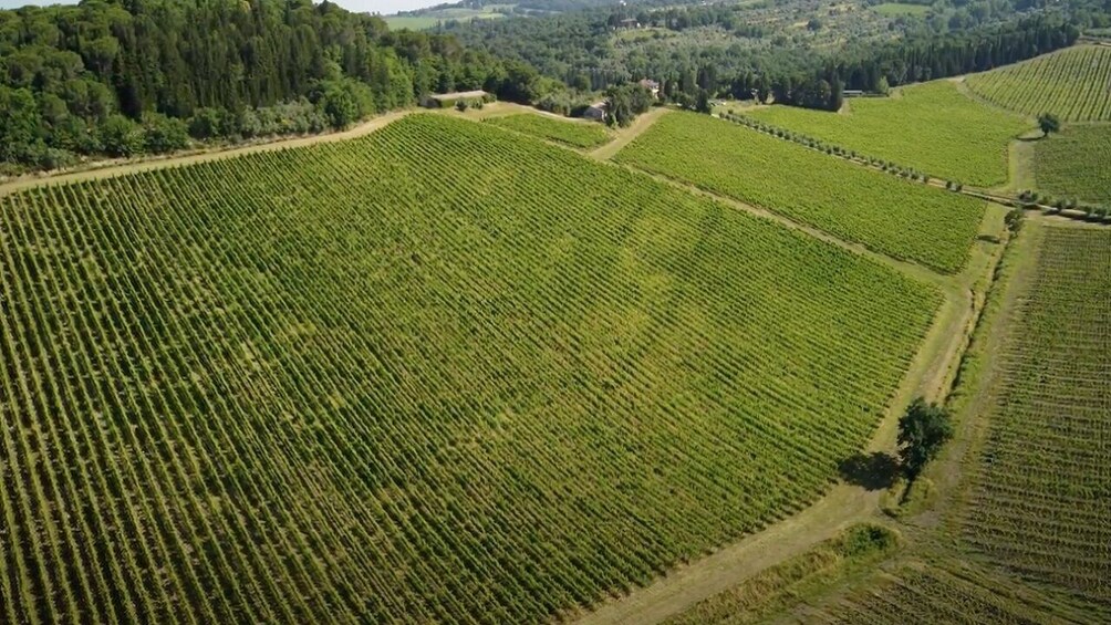 500 Vintage Tour and Chianti Roads from San Gimignano