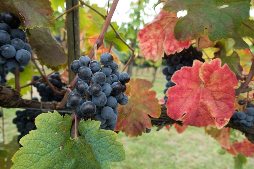 500 Vintage Tour and Chianti Roads from San Gimignano