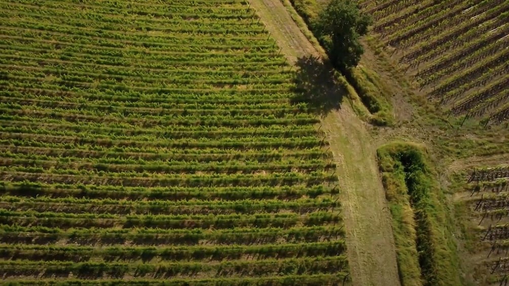 500 Vintage Tour and Chianti Roads from San Gimignano