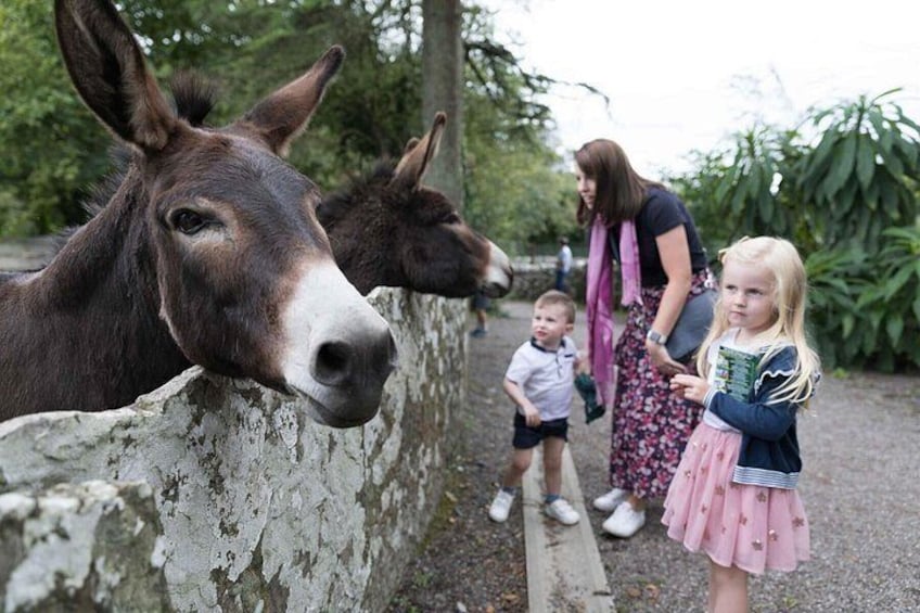 Donkeys at Bunratty Castle Folk Park 2