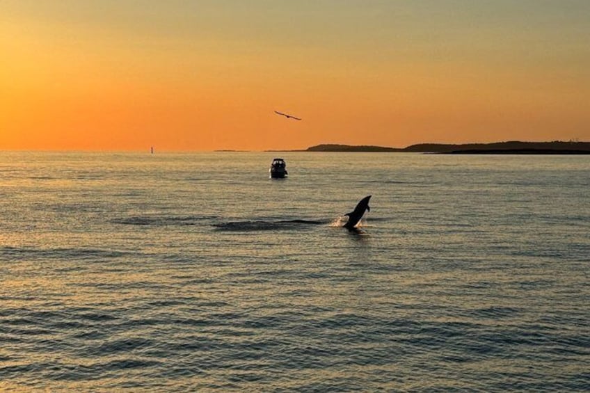 Medulin: 85% Dolphin Sunset Cruise, All-Inclusive & Face Painting 4