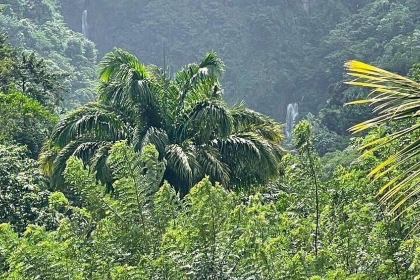 A dense tropical forest with a waterfall in the background. 2