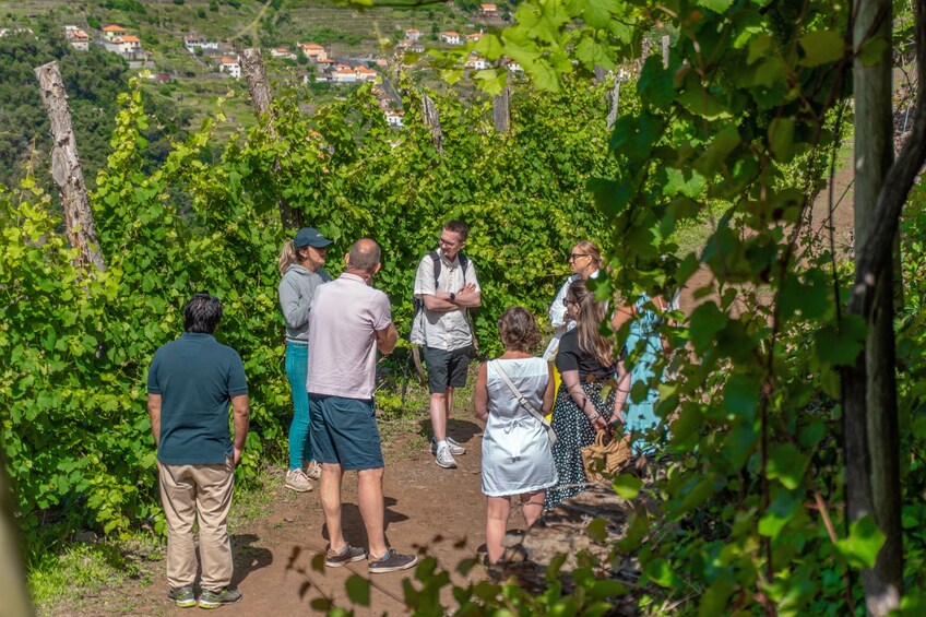 Madeira Wine Safari 4