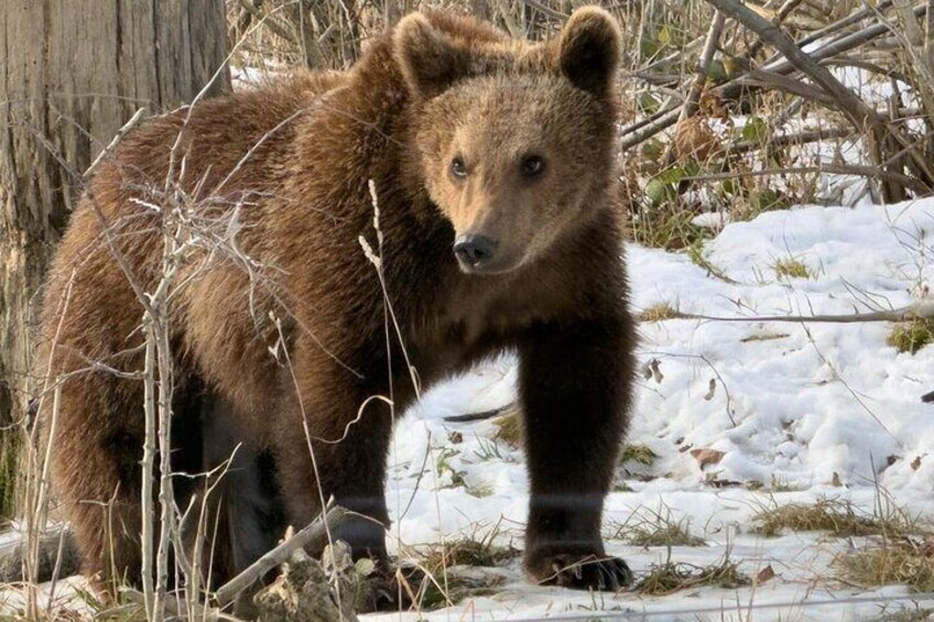 Un orso in una foresta innevata. 1