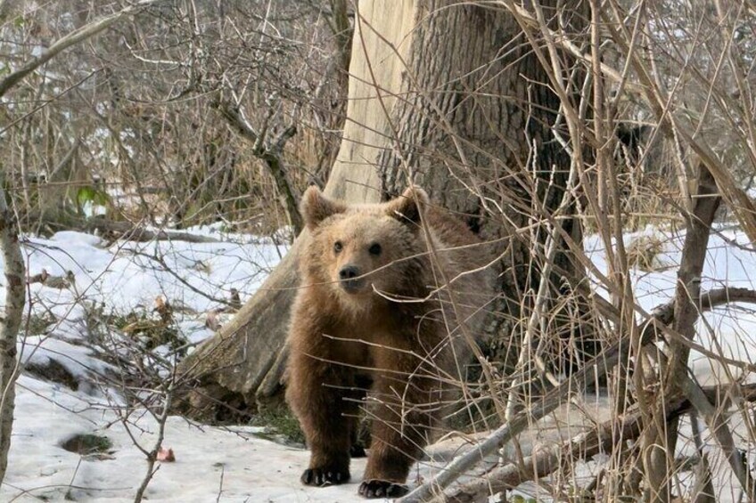 Un orso bruno in piedi in una foresta innevata con alberi spogli. 4