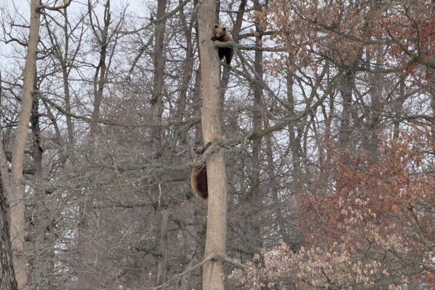 Uno scoiattolo su un albero. 5