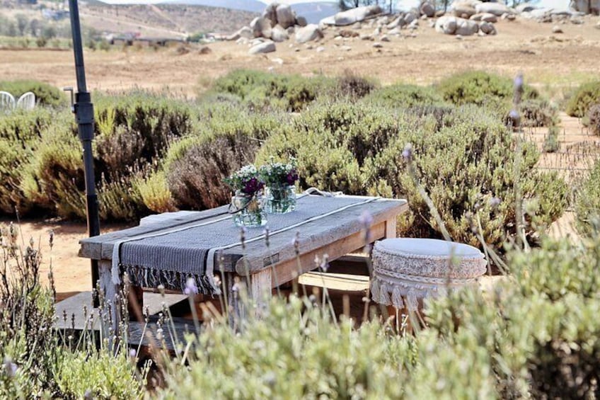 Private Picnic and Tasting in a Lavender Field 2