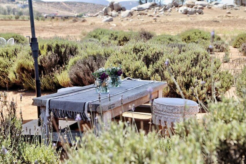 Private Picnic and Tasting in a Lavender Field 2