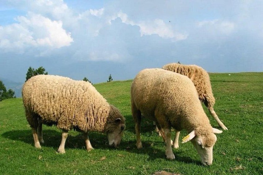 Tres ovejas pastando en un campo cubierto de hierba con un cielo nublado al fondo. 3