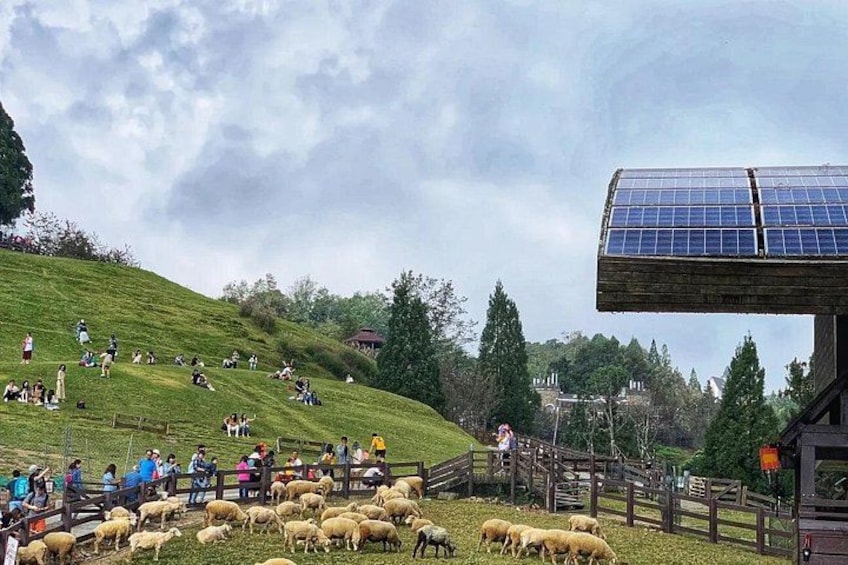 Una ladera cubierta de hierba con gente y ovejas, una cerca de madera y una estructura con paneles solares. 2