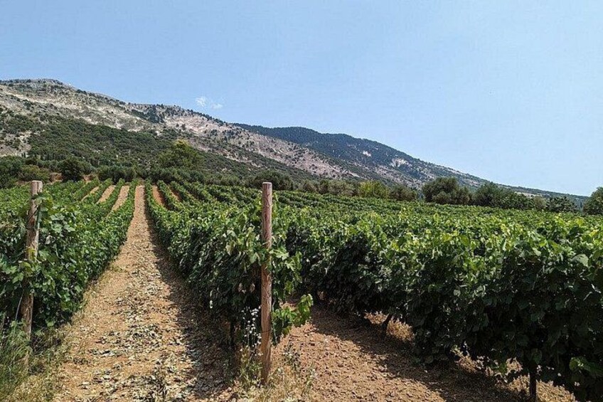 Half-Day Private Local Honey, Olive Oil & Winery Visit 4