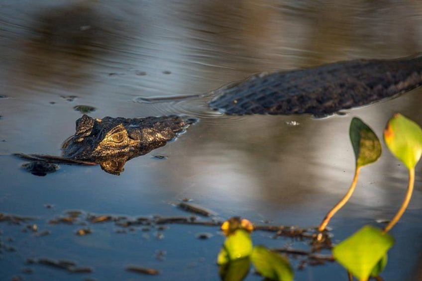 A crocodile partially submerged in water with a plant nearby. 3