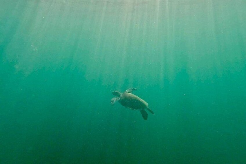 Fort Lauderdale: Ocean Reef Snorkeling Tour w/ Snacks & Drinks 3