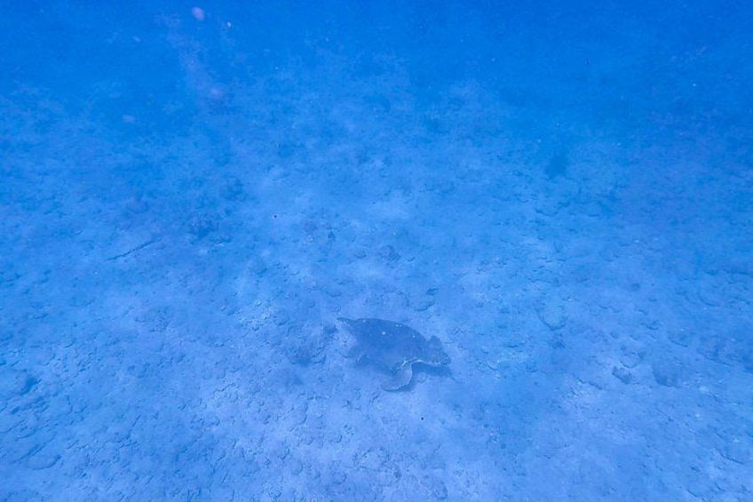 Fort Lauderdale: Small-Group Snorkeling Tour with Refreshments 4
