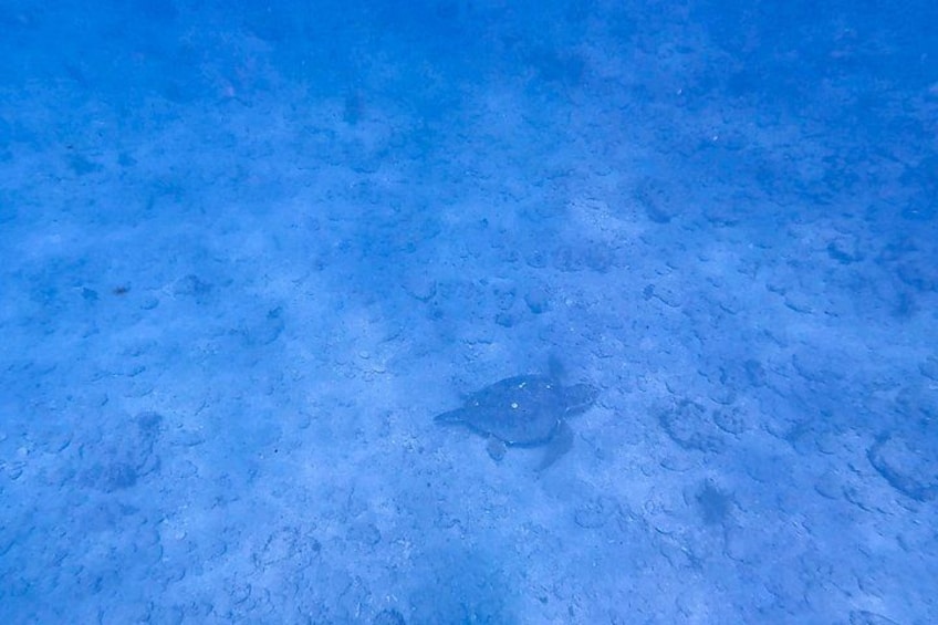 Fort Lauderdale: Small-Group Snorkeling Tour with Refreshments 2