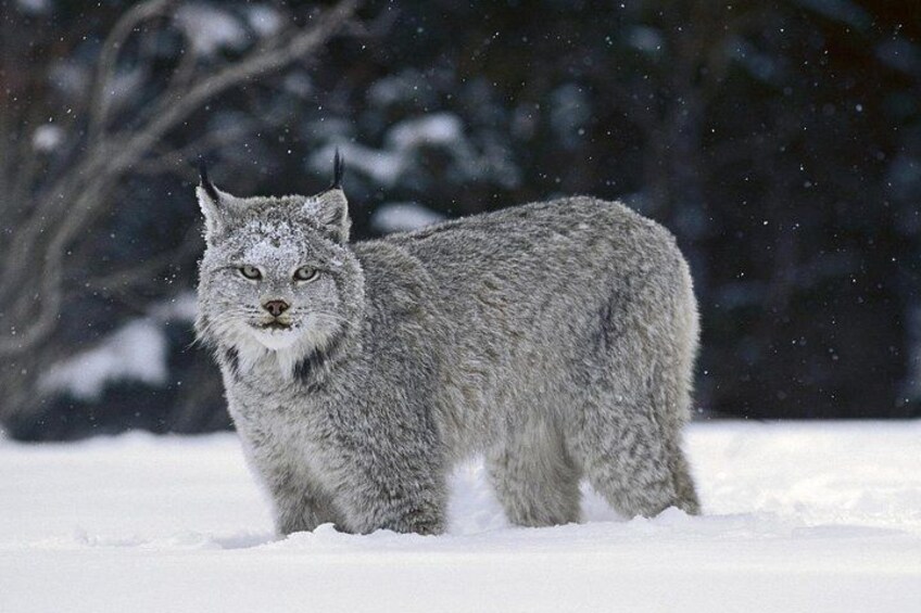A lynx in a snowy landscape with trees in the background. 3