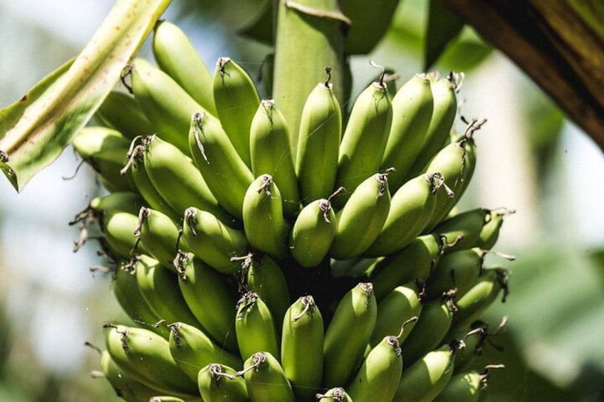 Een tros groene bananen aan een plant. 3