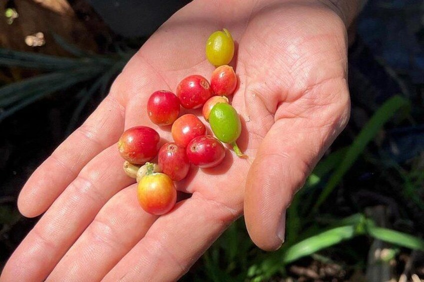 Una mano sosteniendo varias frutas pequeñas y redondas. 3