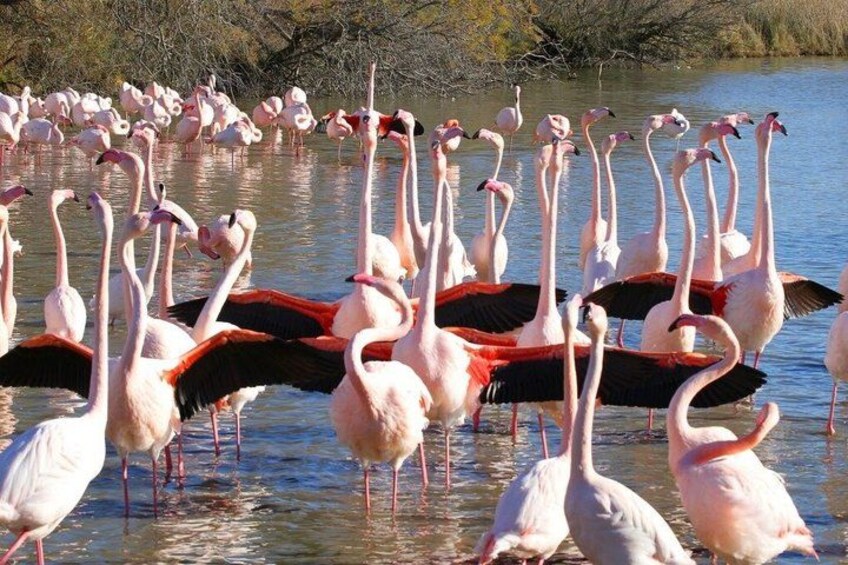 Guided tours: discover Occitania and its surroundings. 4