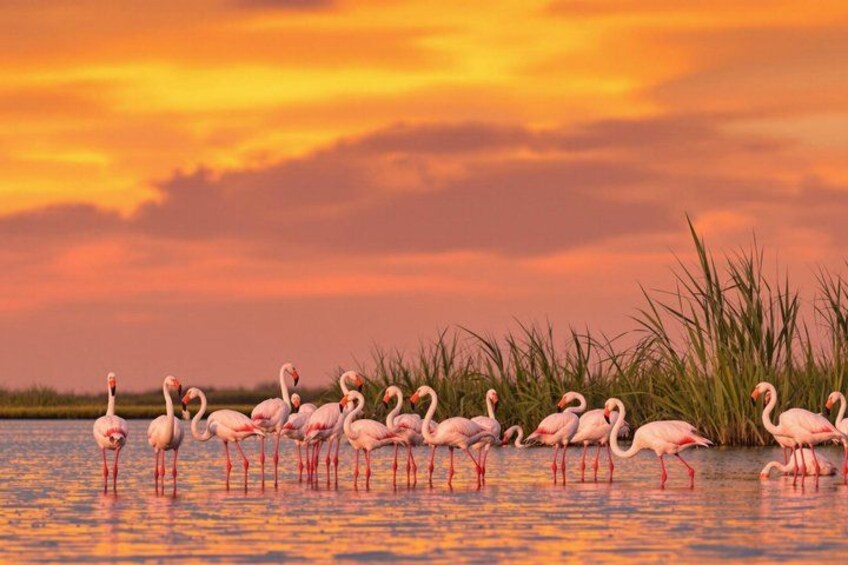 Guided tours: discover Occitania and its surroundings. 2
