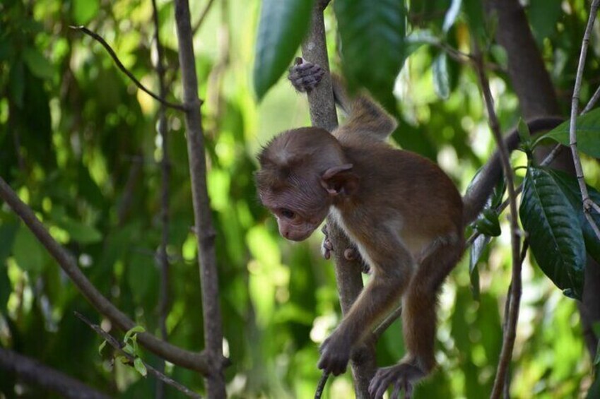 Udawalawe National Park | 4 Hours Safari Tour 