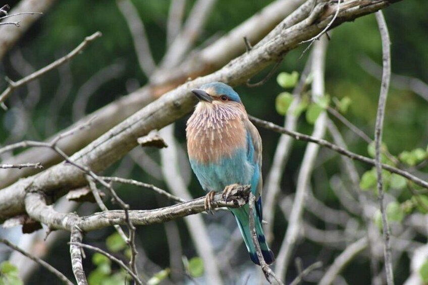 Udawalawe National Park | Private Safari Tour 2